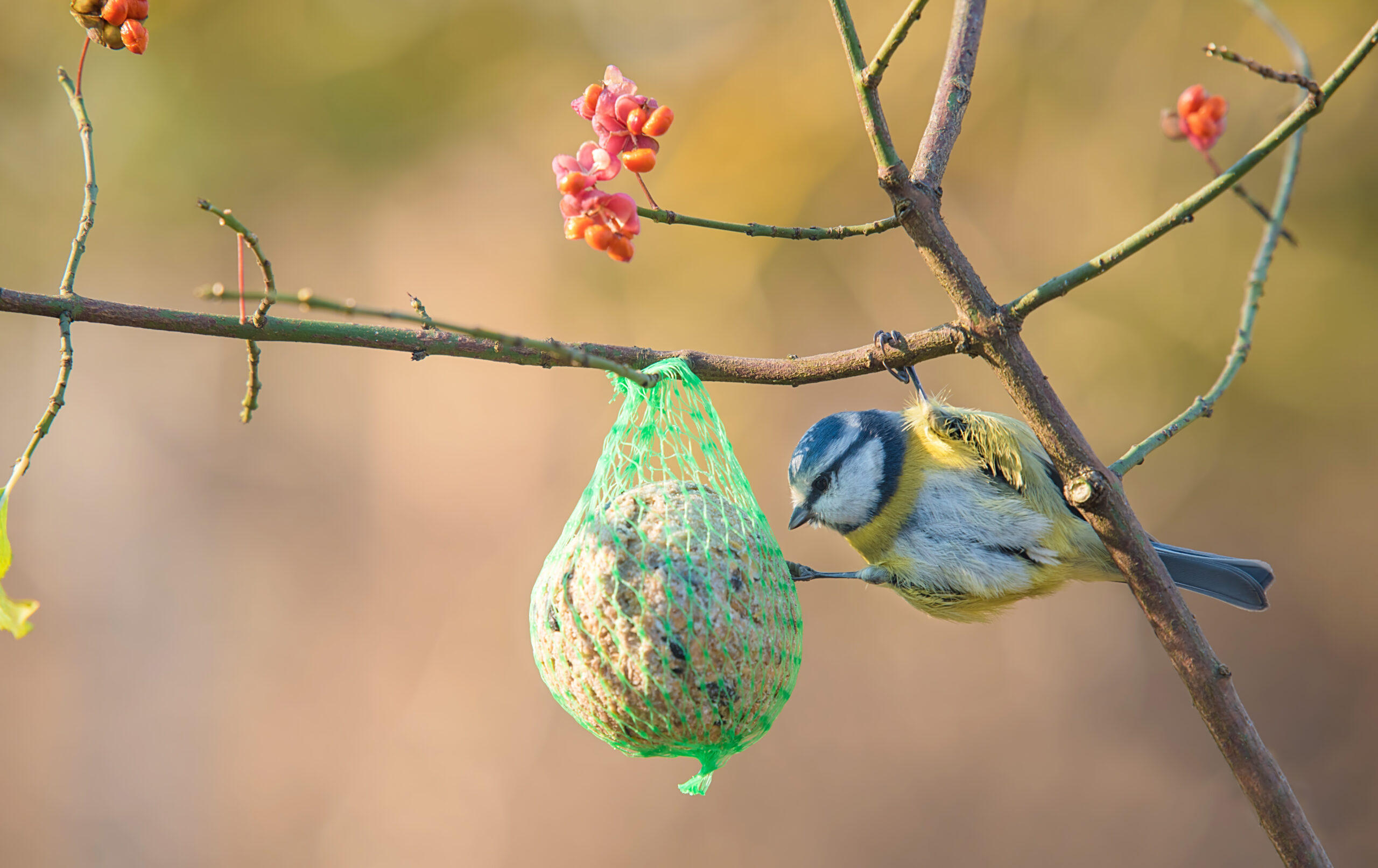 Feeding Garden Birds During Winter